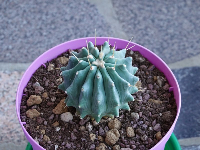 Ferocactus glaucescens inermis 