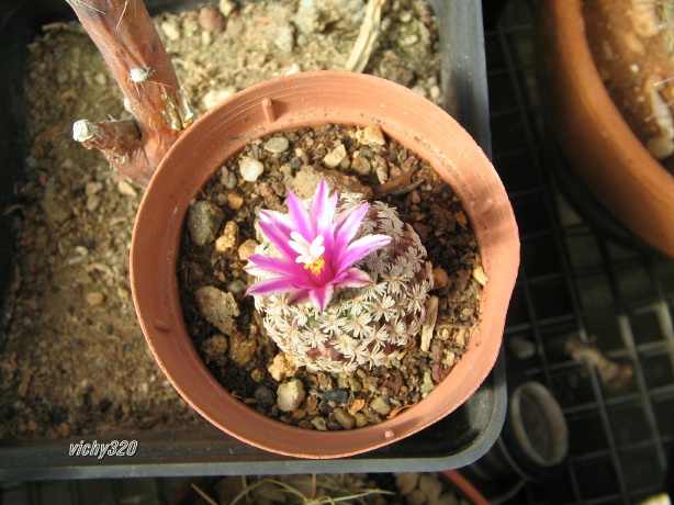 Turbinicarpus valdenzianus x pseudopectinatus 