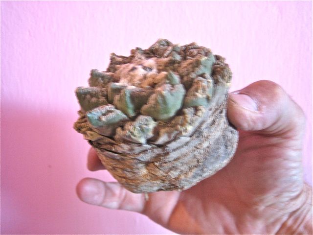 Ariocarpus fissuratus 