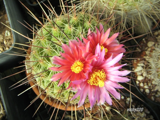 Thelocactus conothelos 