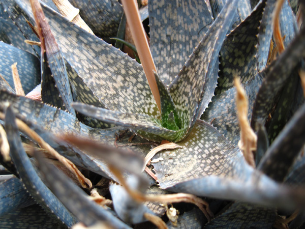 Aloe rauhii 