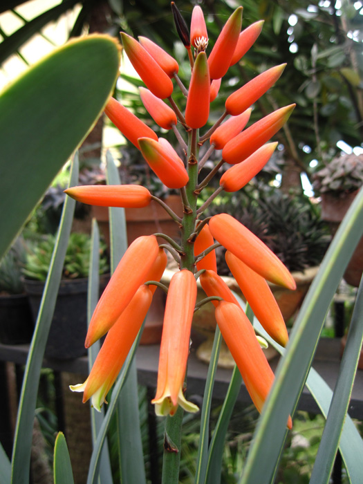 Aloe plicatilis 