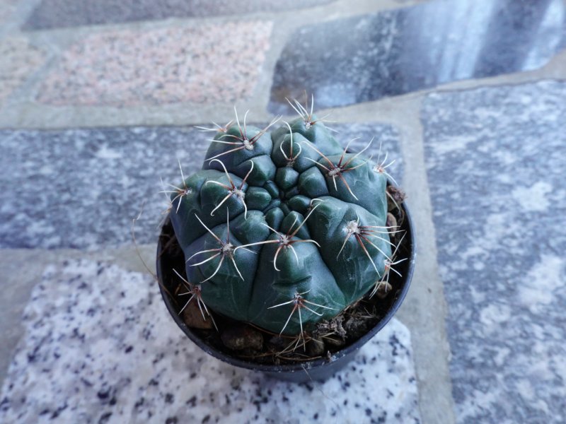 Gymnocalycium baldianum 