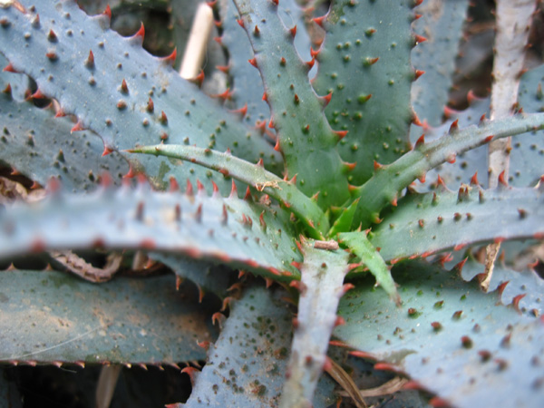 Aloe parvula 