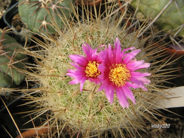 Thelocactus conothelos ssp. argenteus 