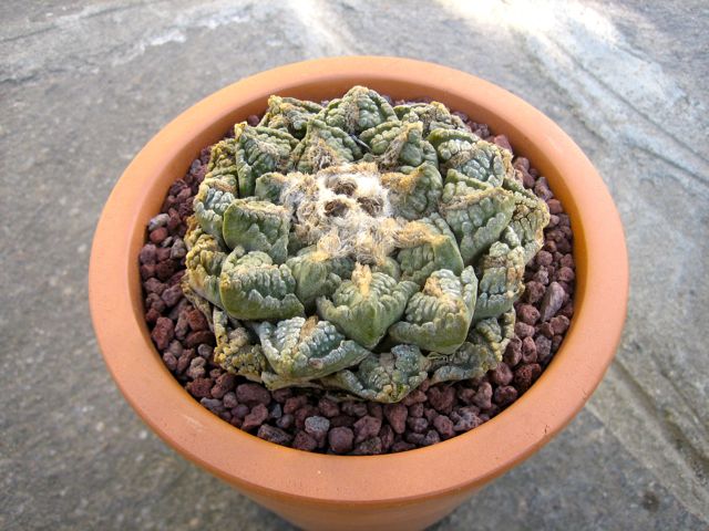 Ariocarpus fissuratus 