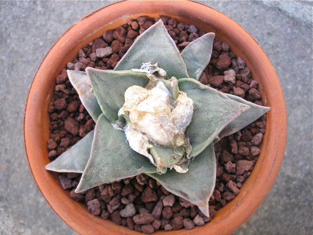 Ariocarpus retusus cv. frumdosus 