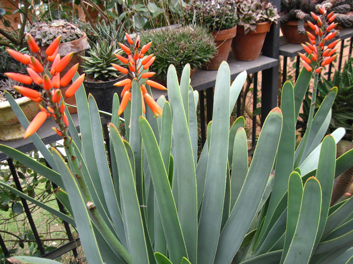 Aloe plicatilis 