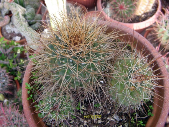 Mammillaria petterssonii 