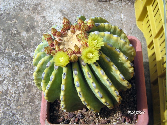 Ferocactus glaucescens v. inermis 