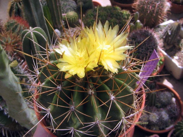 Ferocactus echidne v. victoriensis 