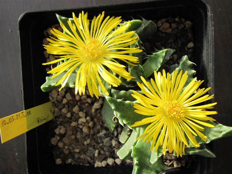 Faucaria tigrina 