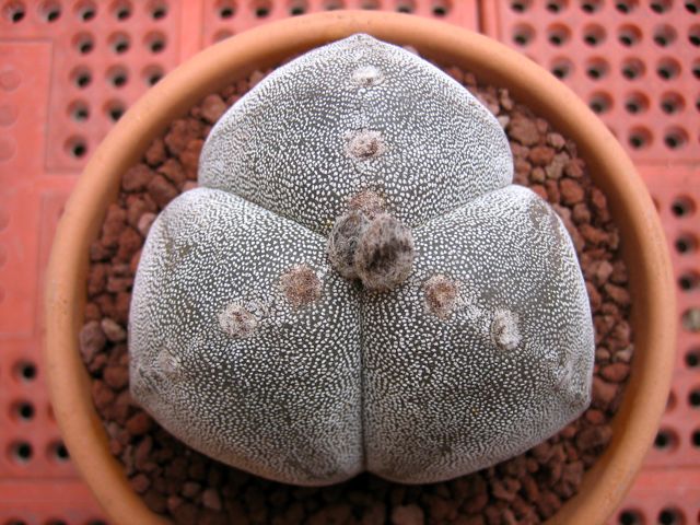 Astrophytum myriostigma f. tricostatum 