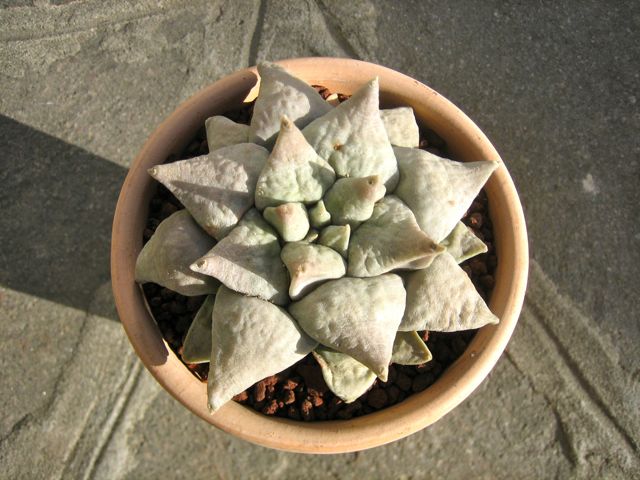 Ariocarpus retusus 