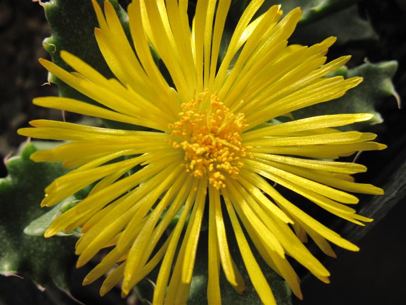 Faucaria tigrina 