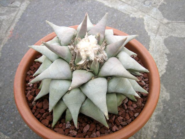 Ariocarpus trigonus 