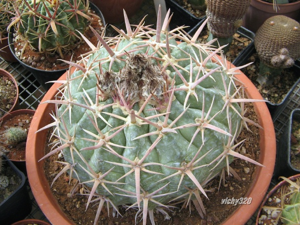 Echinocactus texensis 