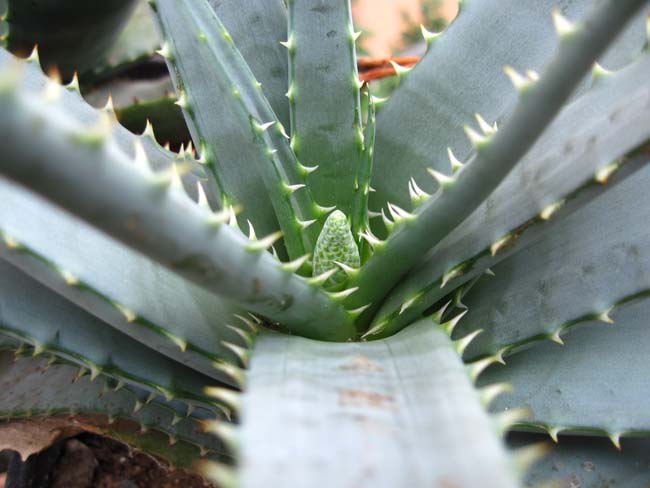 Aloe suprafoliata 