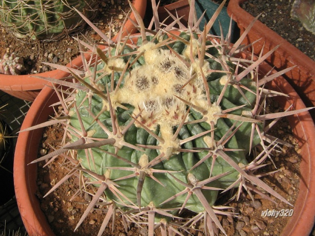 Echinocactus texensis 