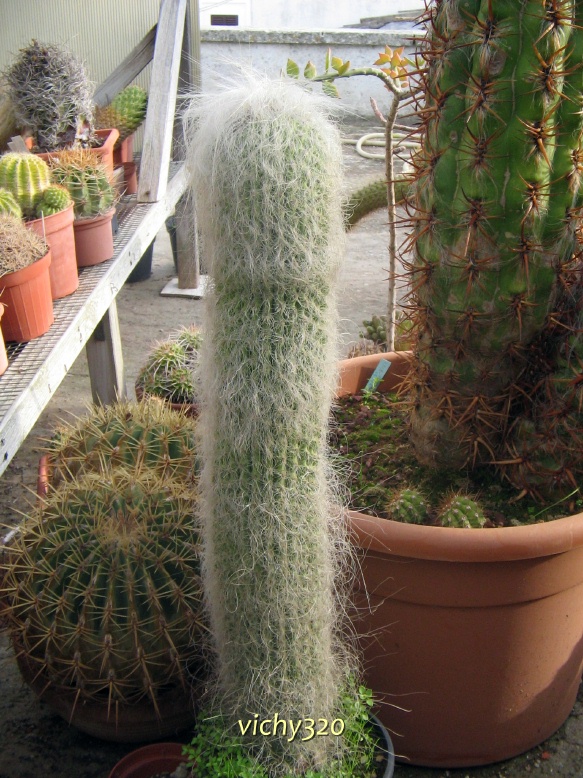 Cephalocereus senilis 