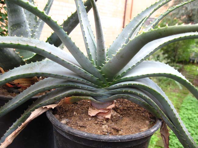 aloe suprafoliata