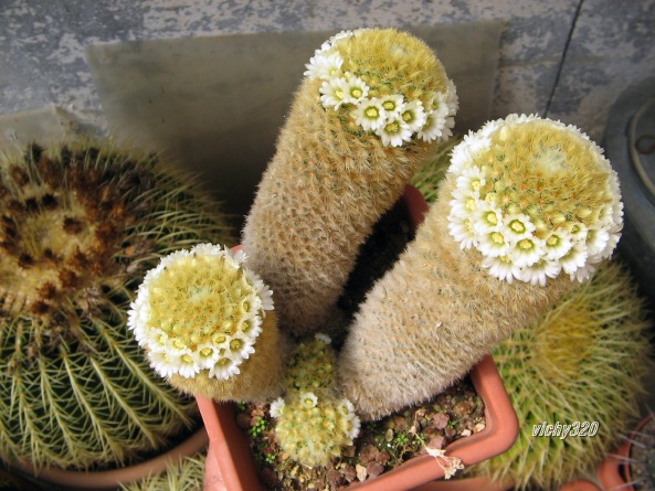 Mammillaria carmenae 