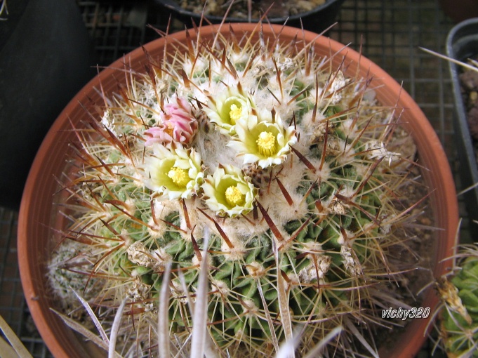 Echinofossulocactus albatus 