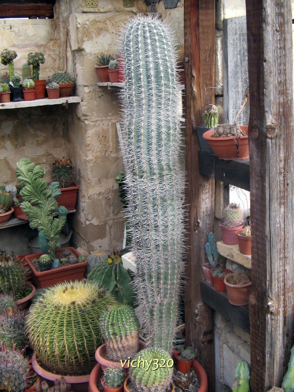 Pachycereus pringlei 