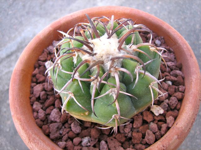 Discocactus placentiformis 