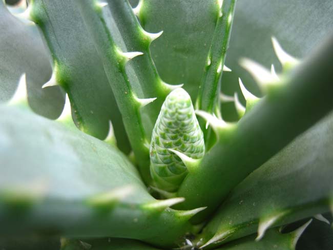 Aloe suprafoliata 