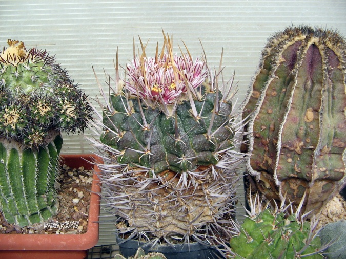 Echinofossulocactus coptonogonus 