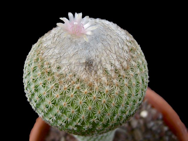 Epithelantha pachyrhiza 