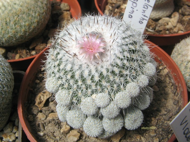 Epithelantha micromeris ssp. unguispina 