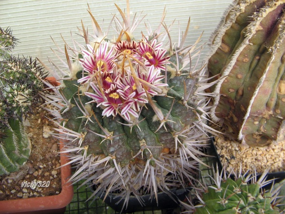 Echinofossulocactus coptonogonus 