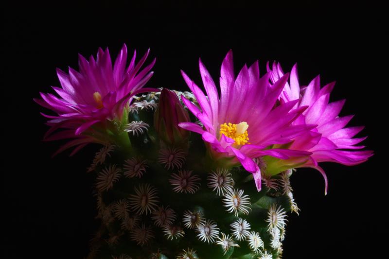 Mammillaria hernandezii 