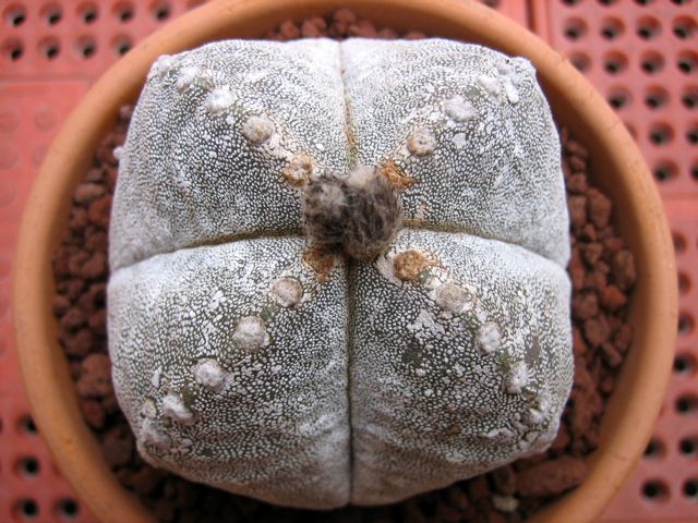 Astrophytum myriostigma f. quadricostatum 