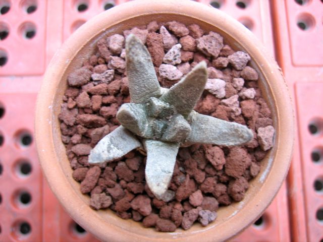 Ariocarpus scaphirostris 