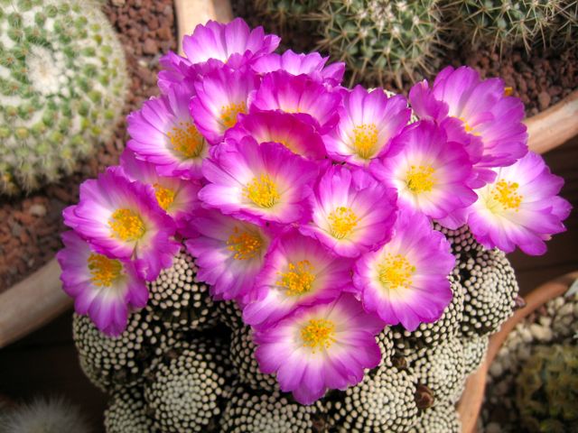 Mammillaria luethyi 