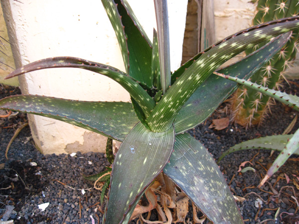 Aloe monotropa 