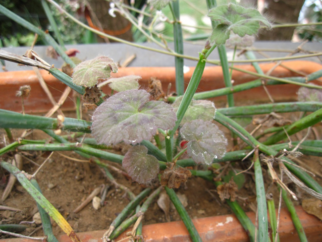 Pelargonium tetragonum 