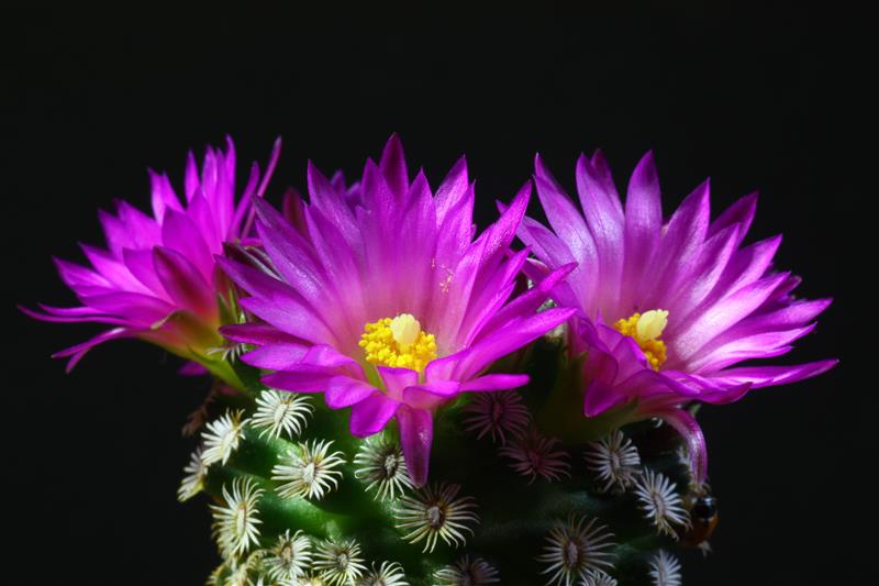 Mammillaria hernandezii 