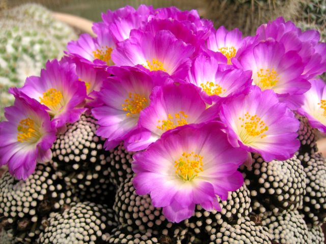 Mammillaria luethyi 