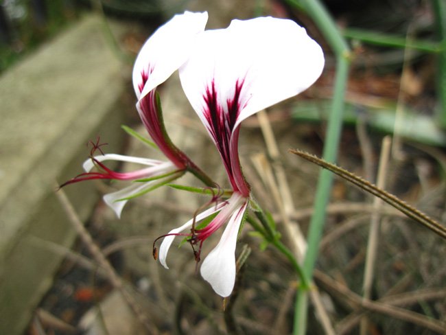 Pelargonium tetragonum 