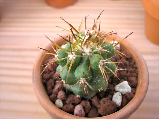 Copiapoa pseudocoquimbana v. vulgata 