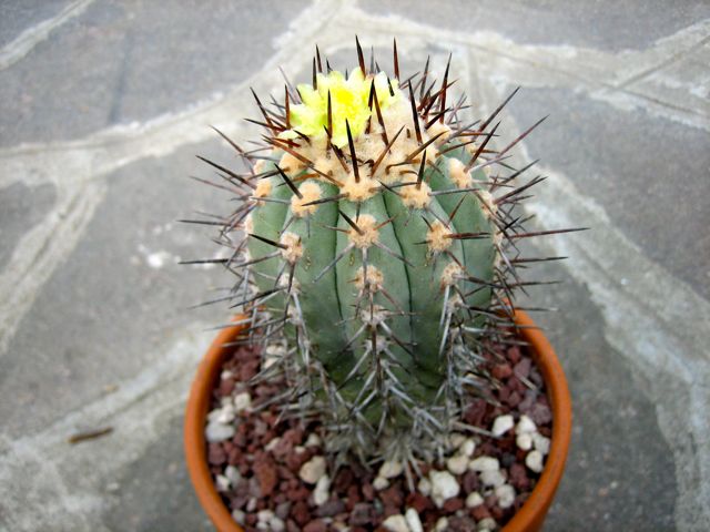 Copiapoa calderana 