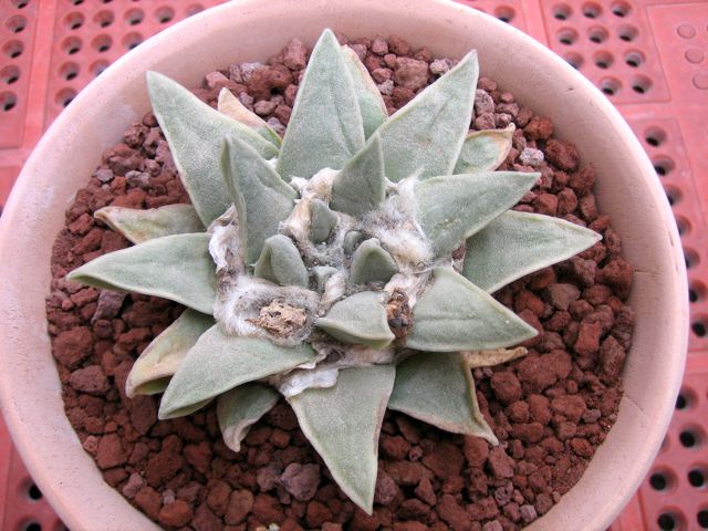 Ariocarpus retusus ssp. scapharostroides 