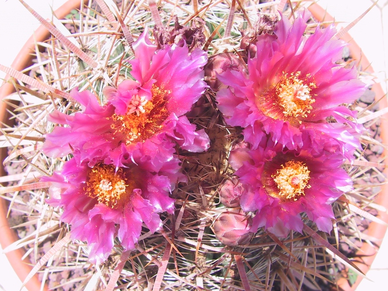 Ferocactus fordii 