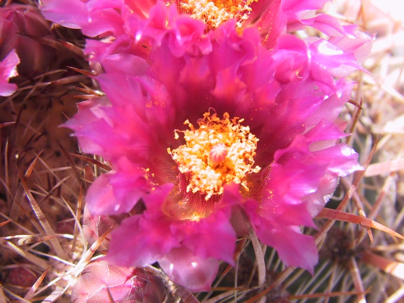 Ferocactus fordii 