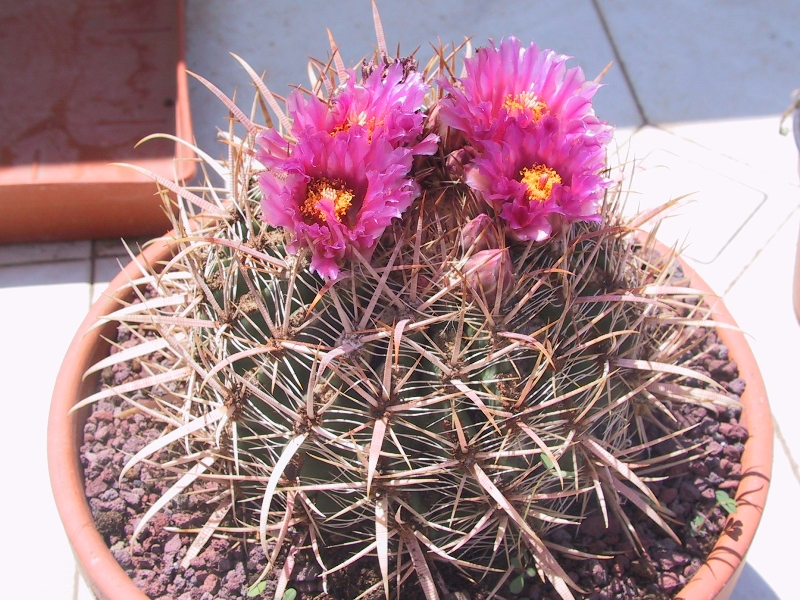 Ferocactus fordii 