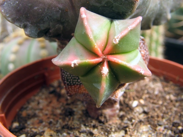 Astrophytum myriostigma cv. koh-yo 